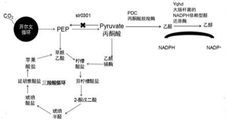 一种生物合成乙醇的构建体，菌株以及生产乙醇的方法