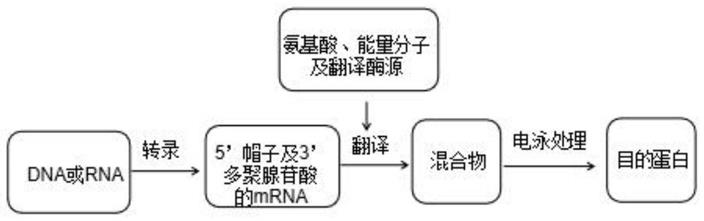 一种无细胞翻译体系、方法及产物