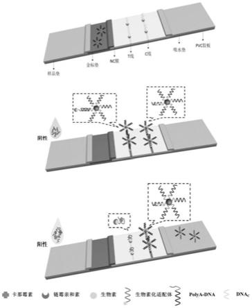 一种检测小分子物质的通用型适配体胶体金侧向层析试纸