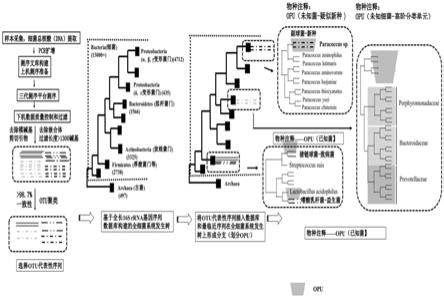 基于细菌16SrRNA基因序列的细菌“种”水平检测和分析方法与流程
