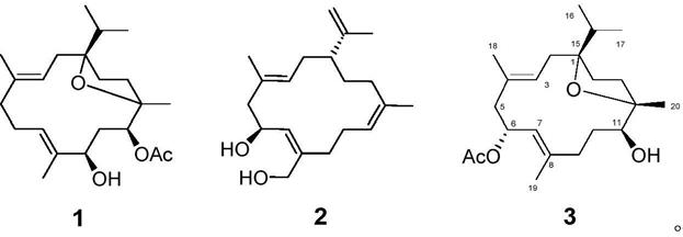西松烷型大环二萜化合物及制备方法、药物组合物及用途