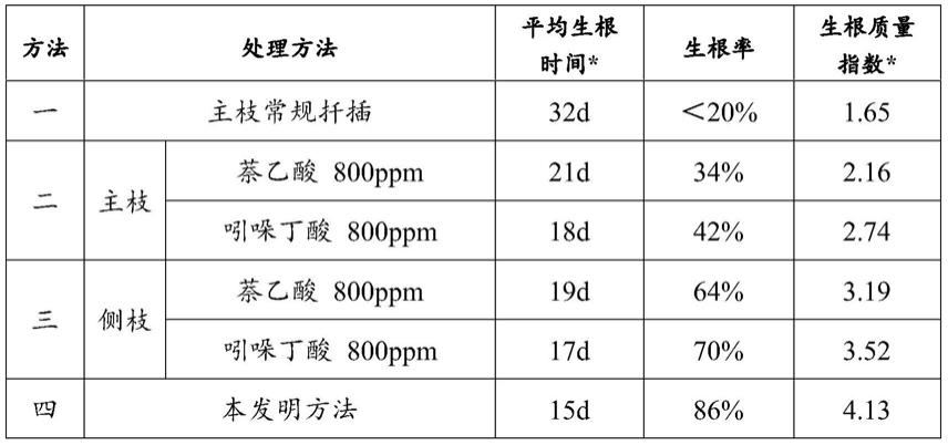 一种首冠藤的高效扦插繁殖育苗方法与流程