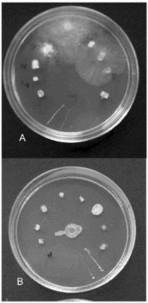 具有抗微生物活性的挥发性有机化合物制剂的制作方法