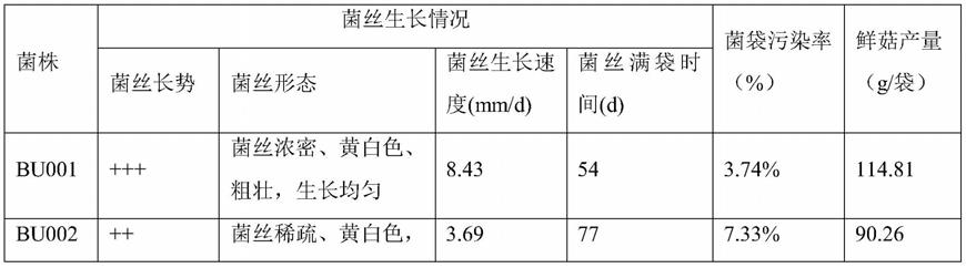 一株中华腐生牛肝菌菌株