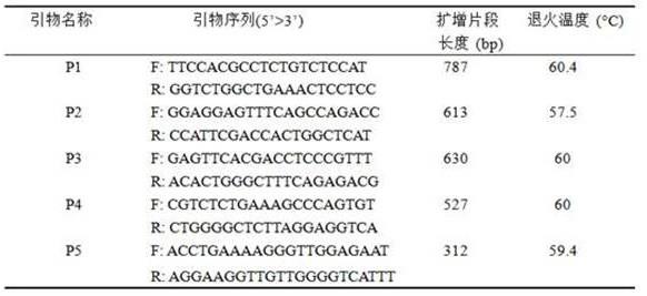一种与湖羊睾丸性状相关的ADPGK基因分子标记及其应用