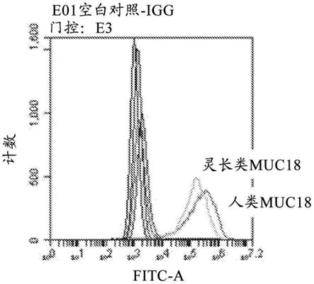 对MUC18特异性的抗体的制作方法