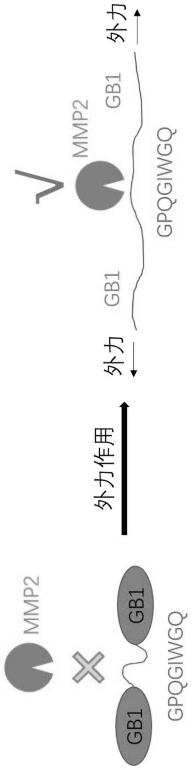 一种基于可受力学信号调控可降解的蛋白水凝胶及其制备方法和应用