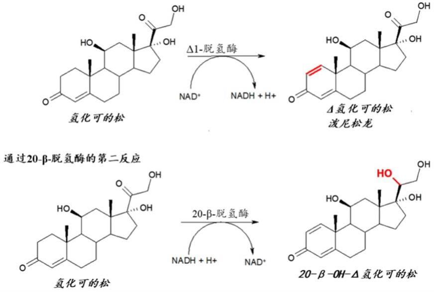 用于类固醇的1,2-脱氢的微生物的生物技术优化的制作方法