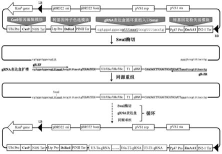 可视化CRISPR/Cas9基因编辑系统及使用方法