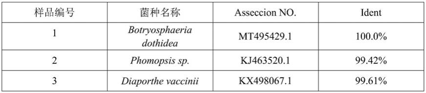 一种PCR检测猕猴桃软腐病病原菌拟茎点霉菌的特异性引物、方法及应用