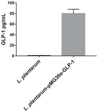分泌GLP-1的蛋白表达系统及其制备方法和应用与流程