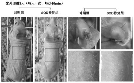 具有越膜能力的、高稳定型的超氧化物歧化酶的制备方法