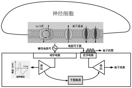 用于神经信号采集的双模态干扰补偿电路