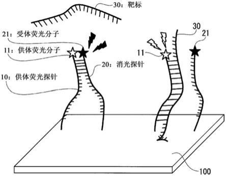 核酸序列检测用器具、核酸序列检测方法以及核酸序列检测装置与流程