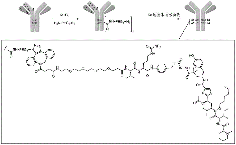 微管溶素及蛋白质-微管溶素偶联物的制作方法