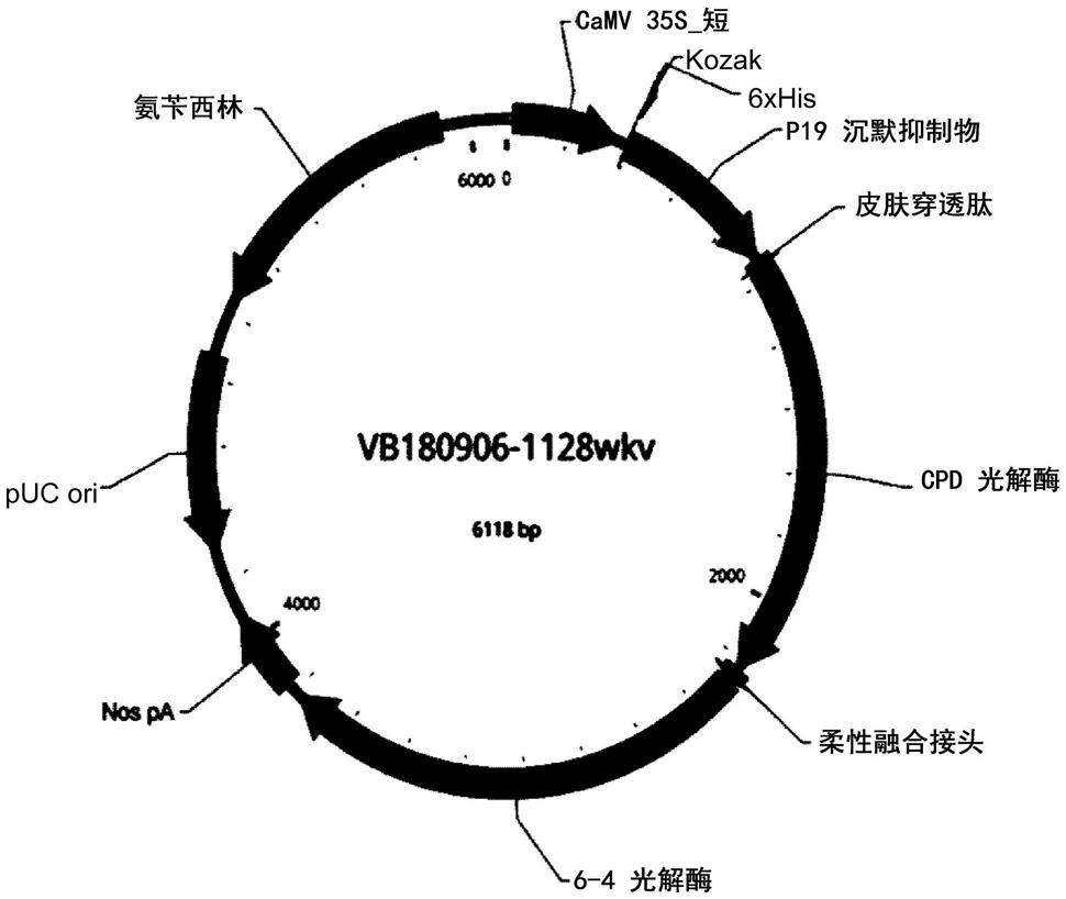 紫外线诱导DNA损伤的修复的制作方法