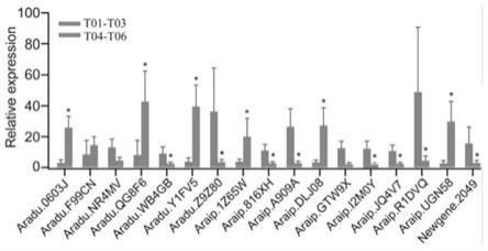 间作玉米下花生叶片基因差异表达的比较转录组分析方法
