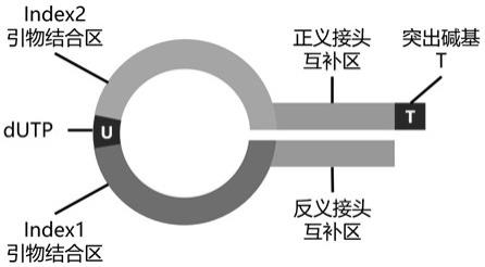 一种发卡型接头及其在双端index建库中的应用的制作方法