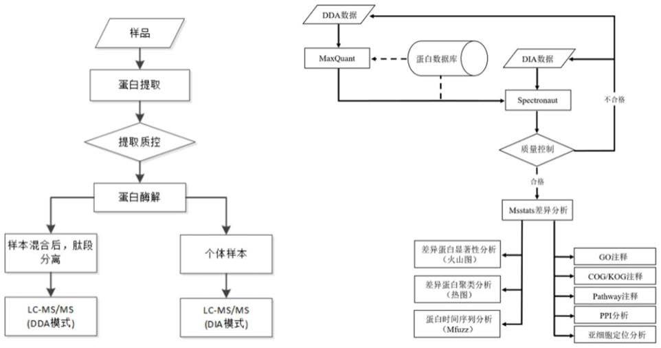 RPS9蛋白在食蟹猴超数排卵良好应答预测中的应用