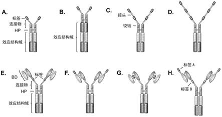 带标签的嵌合效应分子及其受体的制作方法