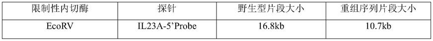 IL23A和/或IL12B基因人源化非人动物的构建方法及应用与流程