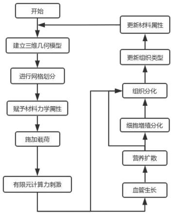 一种基于营养扩散以及力学环境的骨折愈合仿真方法