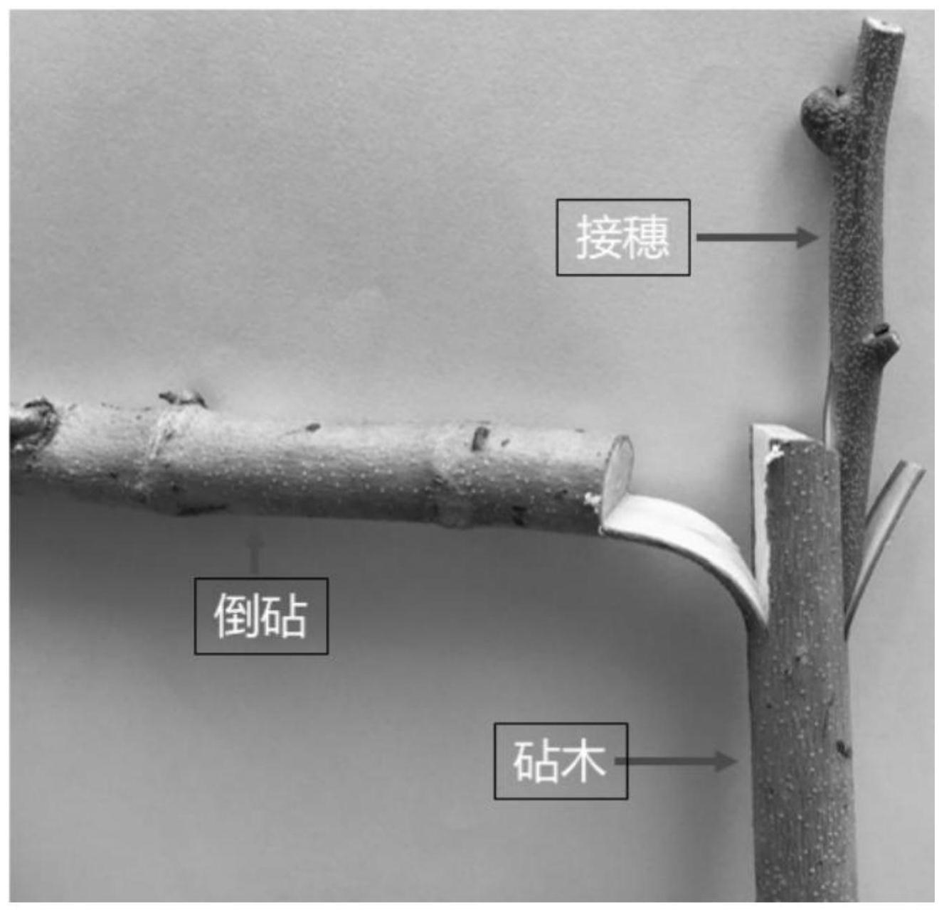 一种提高荔枝树雨季嫁接成活率的嫁接方法及其应用