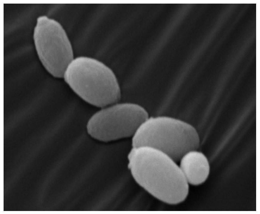 一种油脂酵母及其培养方法