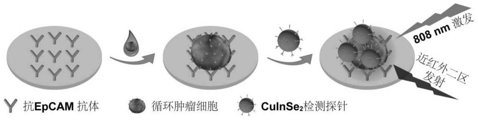 一种荧光量子点纳米探针、其制备方法及其检测循环肿瘤细胞的应用