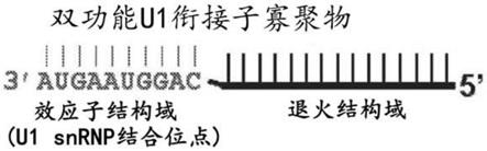 治疗亨廷顿病的组合物和方法与流程