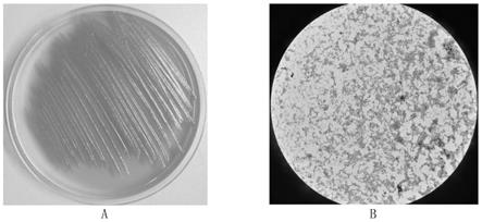一株泰国伯克霍尔德菌、及其应用和发酵方法与流程