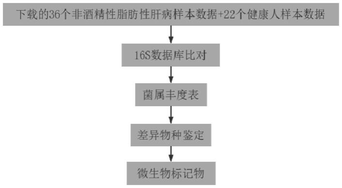 非酒精性脂肪肝标志微生物及其应用的制作方法