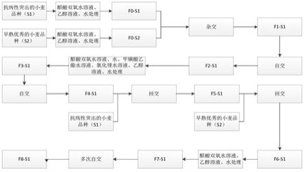 一种小麦种子的选育方法与流程