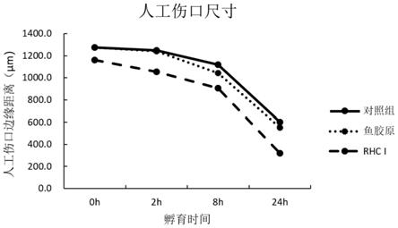 重组人源Ⅰ型胶原蛋白在制备促进创面愈合材料中的应用的制作方法