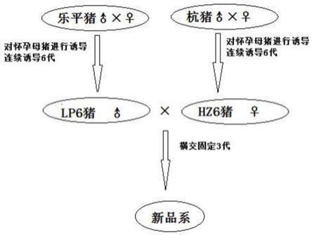 一种新品系猪的培育方法及其应用与流程