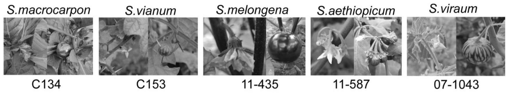 栽培茄以及野生茄种间鉴定的引物、试剂盒及检测方法