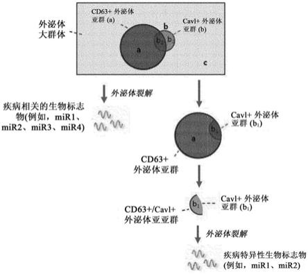 外泌体液体活检样本的制备装置和制备方法以及由此制备的外泌体液体活检样本的分析方法与流程