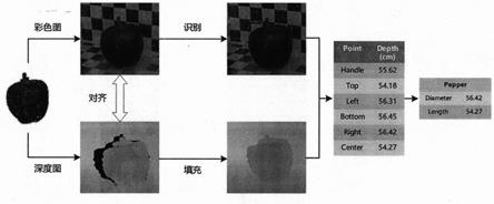 一种基于深度相机和关键点的瓜果类蔬菜尺寸测量方法