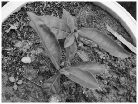 一种盆栽茶树的培育方法与流程
