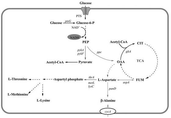 一种β-丙氨酸生产菌、构建方法及应用