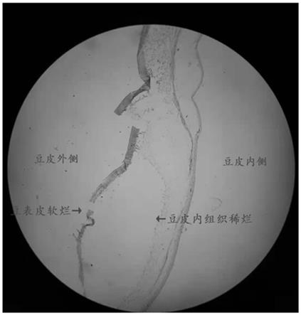 一种猫豆保存方法及其在左旋多巴生产中的应用