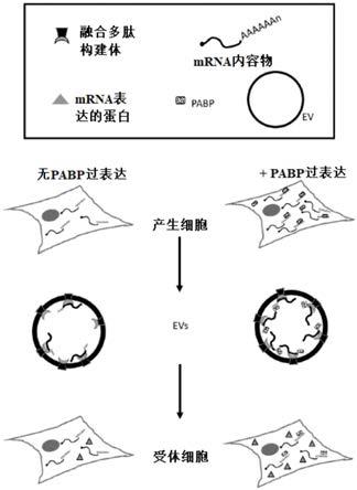 包含稳定RNA治疗剂的外泌体的制作方法