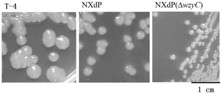 一种具有高效合成Wzy型胞外多糖特性的鞘氨醇单胞菌株及其构建方法和应用