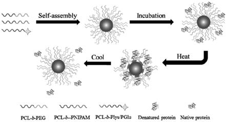 一种疏水-静电多功能化的纳米复合胶束的制备及在蛋白质酶保护中的应用