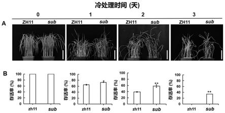 Sub基因在调控水稻耐寒性中的应用