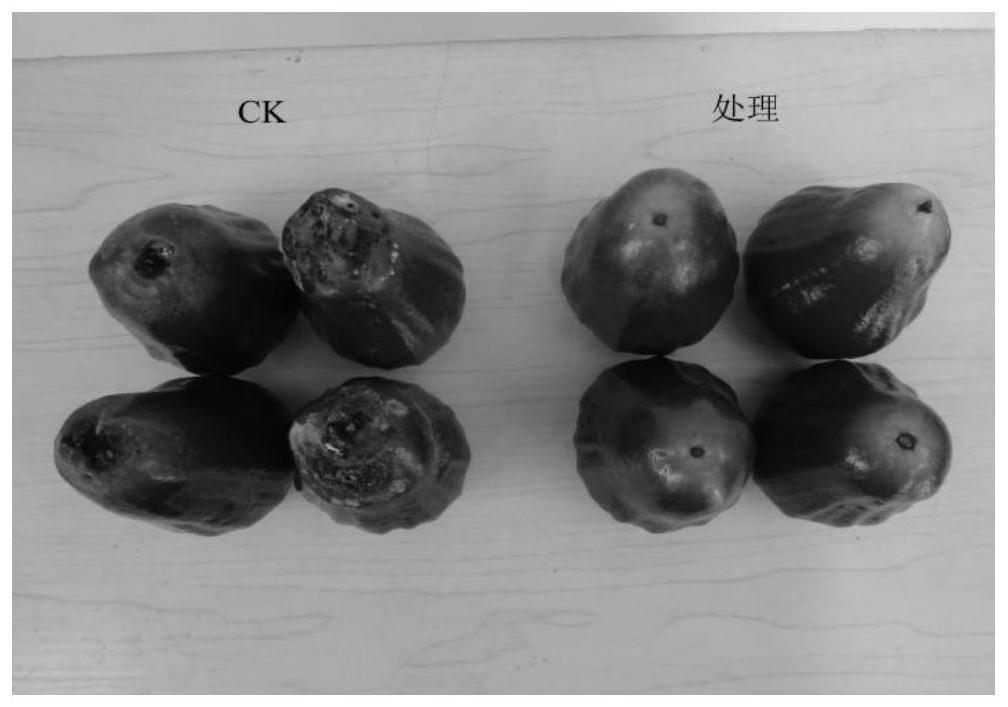 一种防治莲雾果实拟盘多毛孢果腐病及炭疽病的纳米银复合芽孢杆菌菌剂及其制作方法