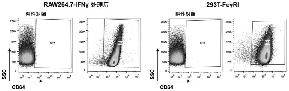 用于多特异性抗体递送的细胞膜包覆型纳米适配子及应用