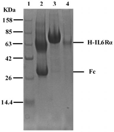 可溶性人源IL-6Rα蛋白的制备方法