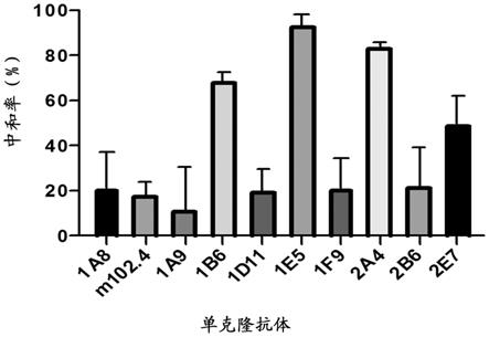 具有广谱中和活性的抗亨尼帕病毒单克隆抗体及应用