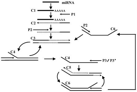 一种用于miRNA检测的逆转录-链置换扩增方法及应用与流程